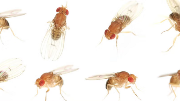 flies NRSC