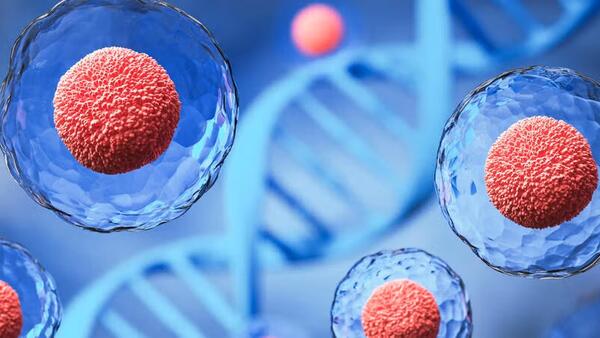 stem cells  stem cells