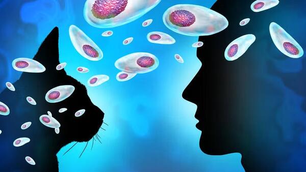 toxoplasma gondii getty images  toxoplasma gondii getty images