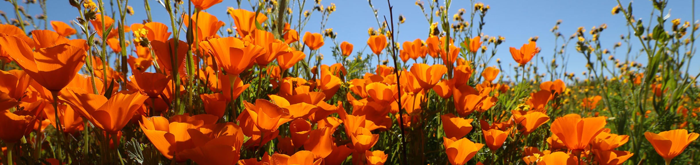 California Poppies