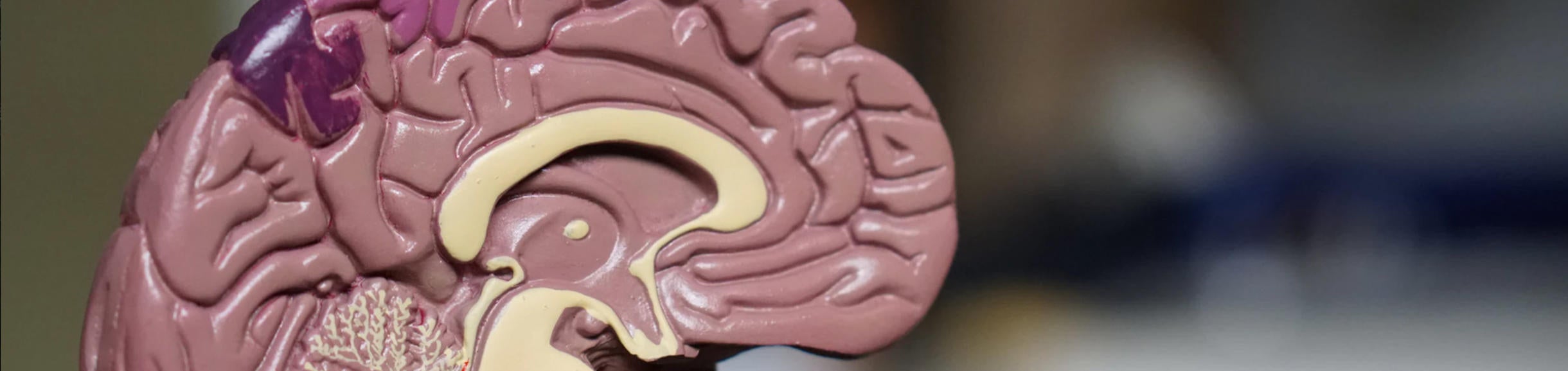 Brain Model