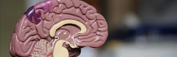 Brain Model
