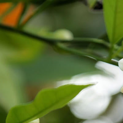 citrus blossoms and fruit (c) UCR / Stan Lim