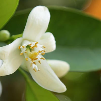 citrus blossoms and fruit 2 (c) UCR / Stan Lim