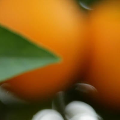citrus blossoms and fruit 3 (c) UCR / Stan Lim
