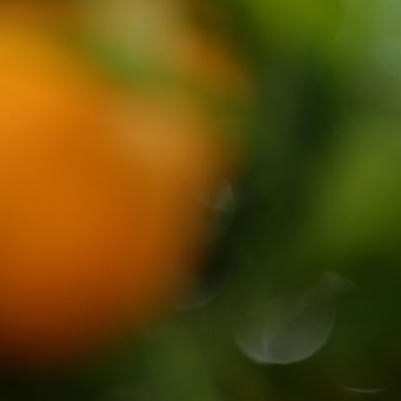 citrus blossoms and fruit 4 (c) UCR / Stan Lim