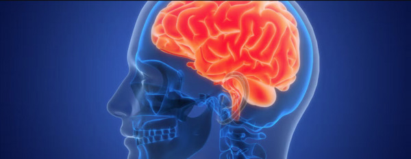 x-ray of human head highlighting the brain
