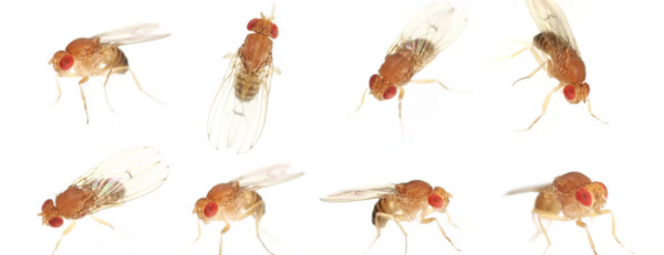 flies NRSC